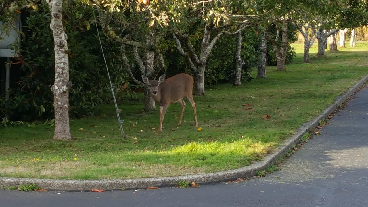 Winchester Bay Inn Reedsport Værelse billede